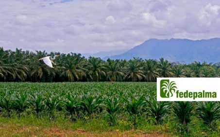 El proyecto entre Fedepalma y la Fundación Natura busca diseñar e implementar planes ambientales y productivos que mejoren las condiciones de sostenibilidad a largo plazo de la actividad palmera El proyecto entre Fedepalma y la Fundación Natura busca diseñar e implementar planes ambientales y productivos que mejoren las condiciones de sostenibilidad a largo plazo de la actividad palmera
