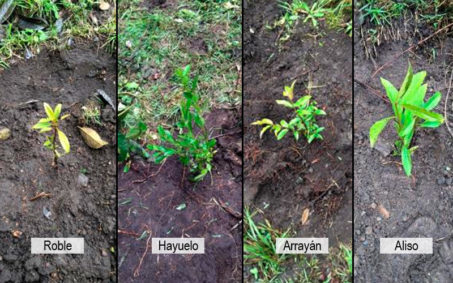 Arboles sembrados de diferentes especies Arboles sembrados de diferentes especies siembra coca cola