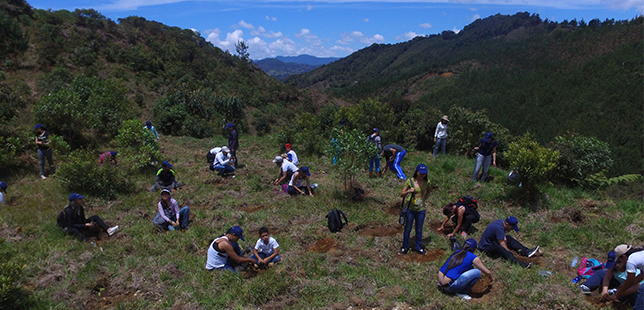 Reforestación Que Está Impulsando La ‘Carrera Verde’ Impacta Ahora En Reserva El Silencio (Antioquia)