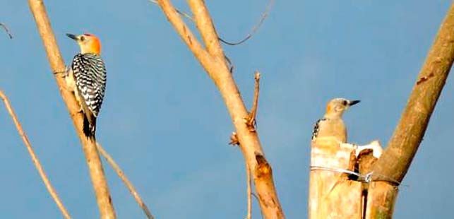 Terminó Proyecto Que Rehabilitó Hábitats Para Fauna Silvestre De El Quimbo