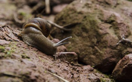 Proyecto Yariguíes de Fundación Natura Proyecto Yariuies Fundacion Natura
