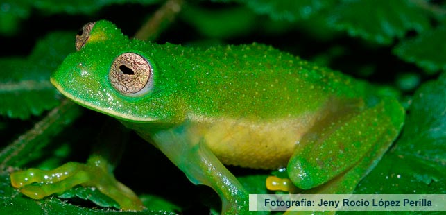 Hallan Población De Ranas De Cristal En La Reserva Biológica Encenillo
