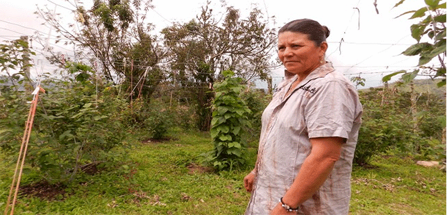 En Santander, Oliva Y Su Familia Cambiaron La Ganadería Tradicional Por Una Que Cuida Los Bosques Y El Agua De Zapatoca