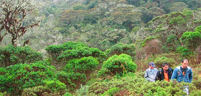 Carrera Para Restaurar Nuestros Bosques