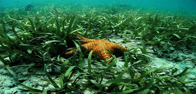 Lanzan Acción Que Promoverá Conservación De Biodiversidad En Manglares Y Pastos Marinos En El Caribe