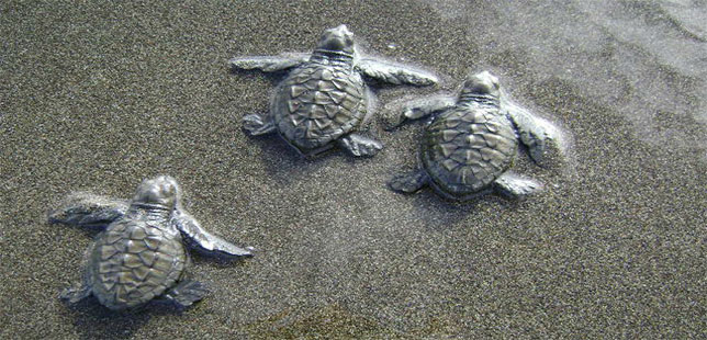 En 2016, Medio Centenar De Personas Apoyaron Reproducción De Tortugas Marinas Con Fundación Natura