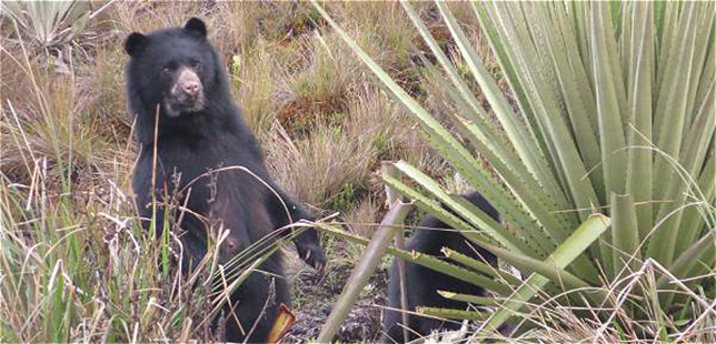 Fue Observado Un Oso Andino Muy Cerca De La Reserva Biológica Encenillo