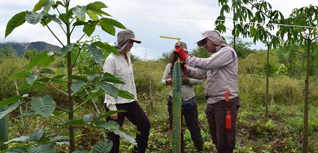 Plan Piloto De Restauración Ecológica Tiene Su Primer Pasante Extranjera