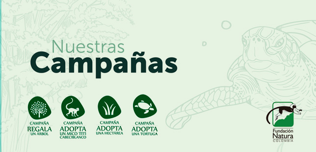 Conoce Cómo Apoyar Nuestras Campañas De Donaciones