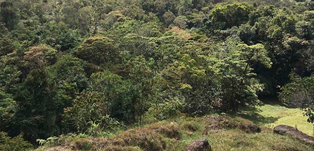 Reserva Biológica Cachalú, Un Ejemplo De Restauración De Bosque De Roble En El País