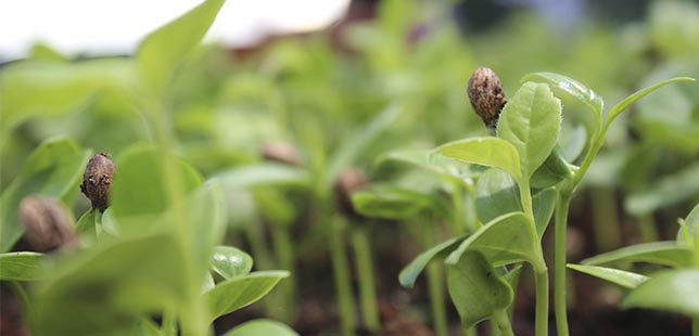 Vivero De Especies Nativas Producirá Más De 380 Mil Individuos De Bosques Andinos, Altoandinos Y Páramos, Por Año