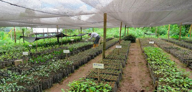 Alianzas Estratégicas Para La Restauración Ecológica En Santander