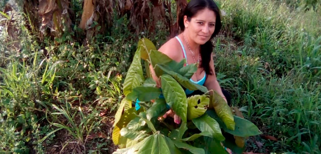 Agricultores En Santander Cuidan Sus Cultivos Ante Posible Desarrollo Del Fenómeno De El Niño